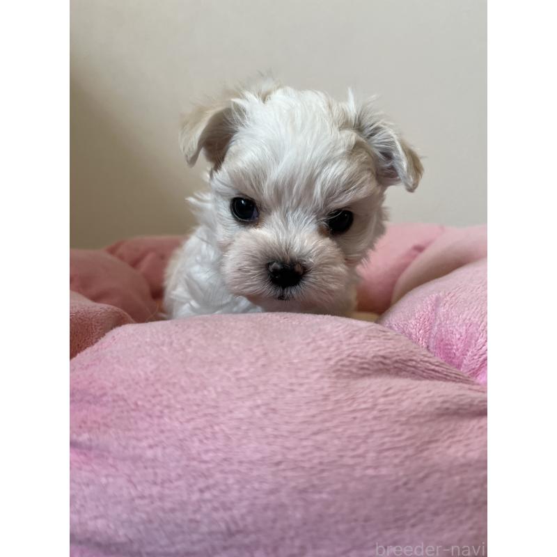 販売中の埼玉県のマルチーズ-453404の3枚目