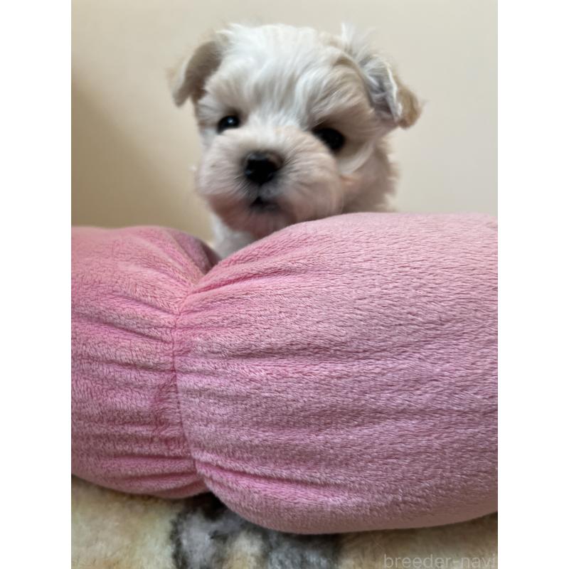 販売中の埼玉県のマルチーズ-453404の2枚目