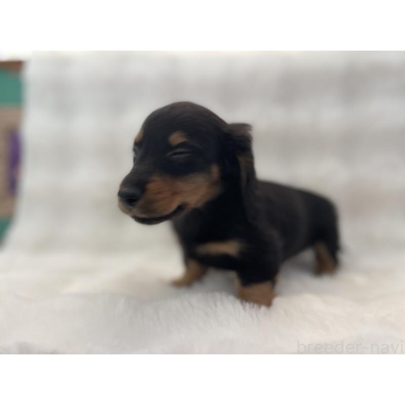 販売中の愛知県のミニチュアダックスフンド(ロングヘアード)-453405の4枚目