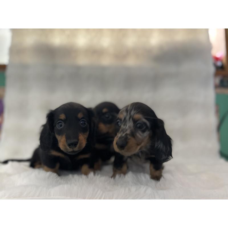 販売中の愛知県のミニチュアダックスフンド(ロングヘアード)-453405の2枚目