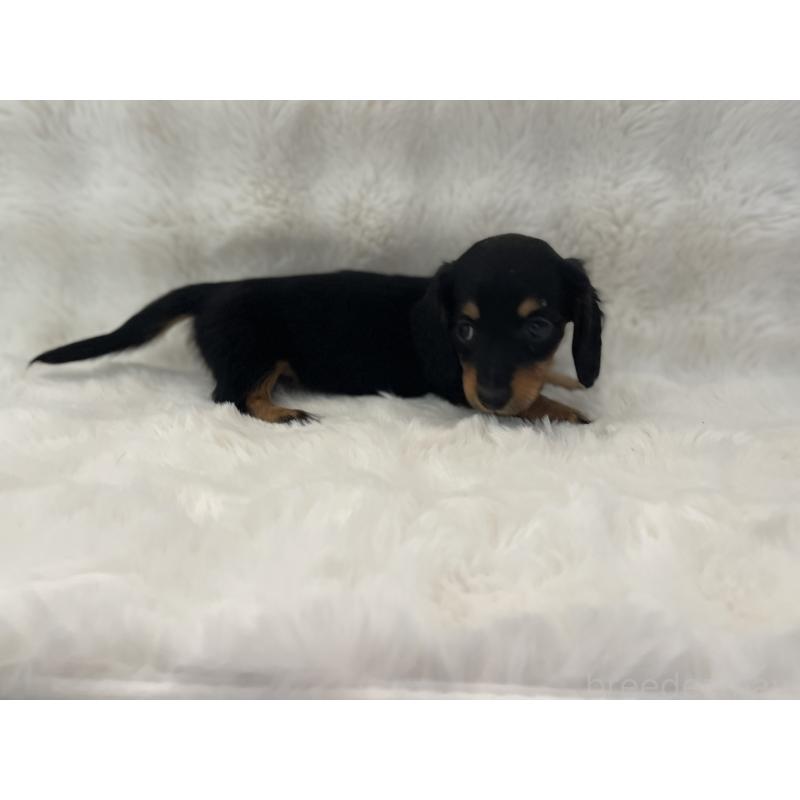 販売中の愛知県のミニチュアダックスフンド(ロングヘアード)-453406の4枚目