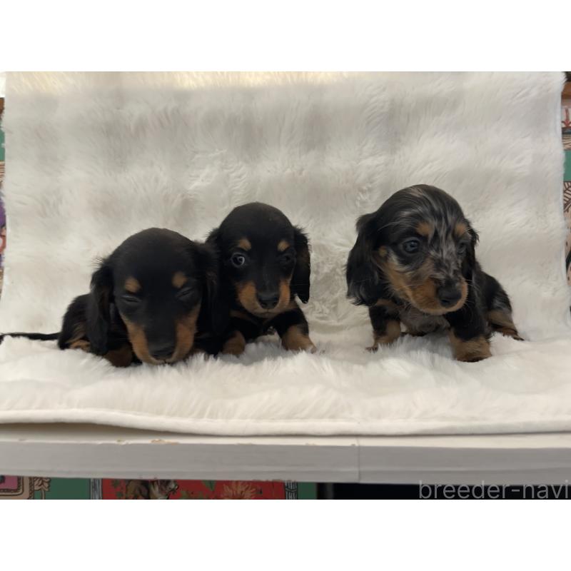 販売中の愛知県のミニチュアダックスフンド(ロングヘアード)-453406の3枚目