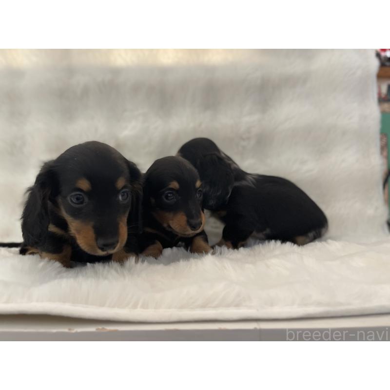 販売中の愛知県のミニチュアダックスフンド(ロングヘアード)-453406の2枚目