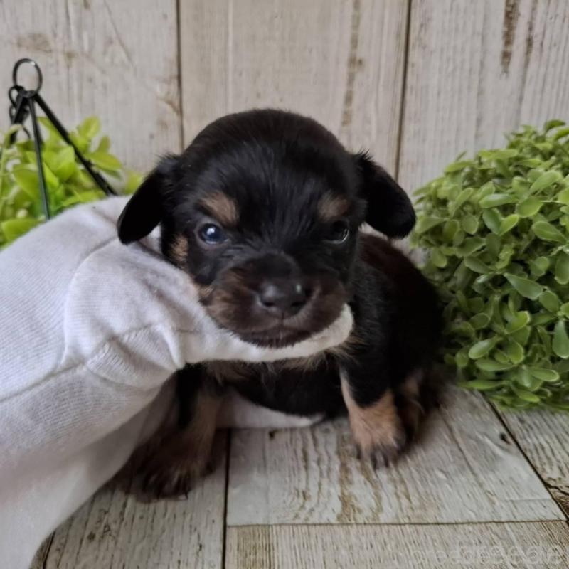 販売中の千葉県のチワックス:チワワ×ミニチュアダックスフンド-453408の10枚目