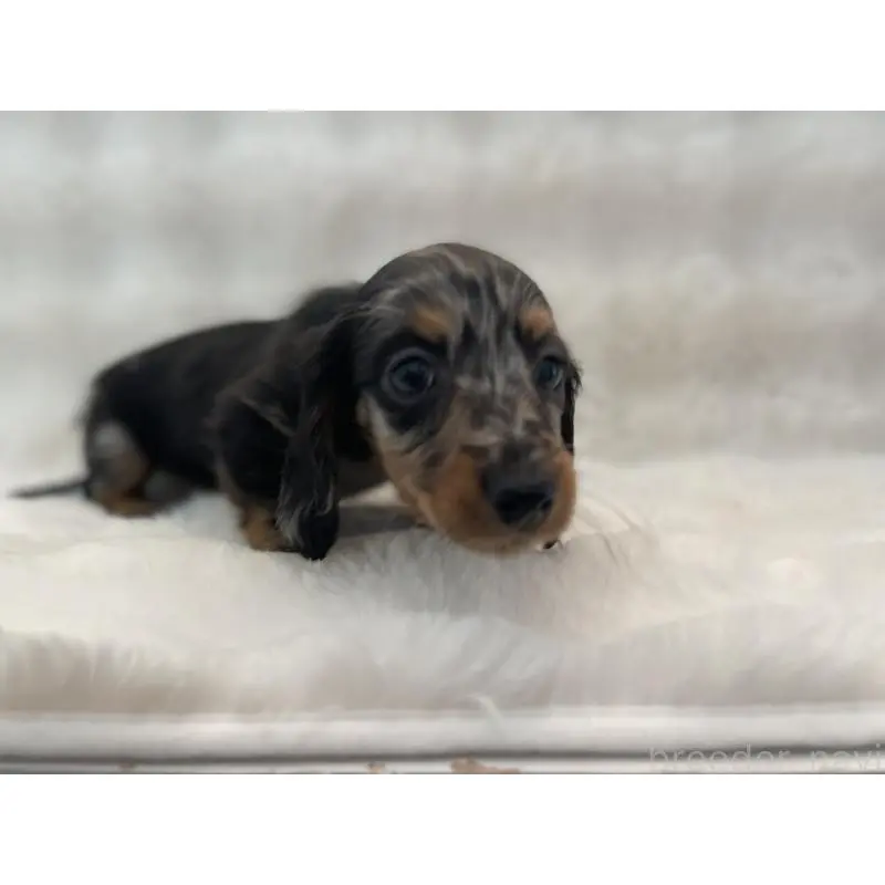 販売中の愛知県のミニチュアダックスフンド(ロングヘアード)-453407の2枚目