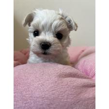 オンライン見学