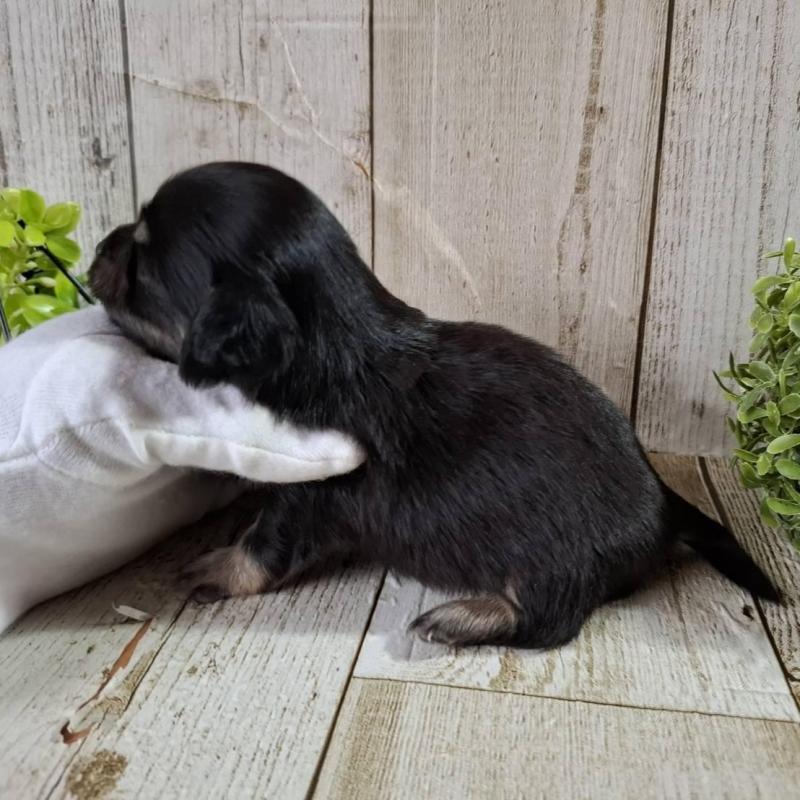 販売中の千葉県のチワックス:チワワ×ミニチュアダックスフンド-453409の10枚目