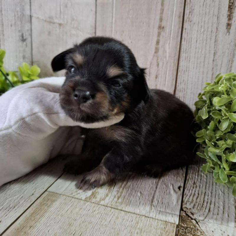 販売中の千葉県のチワックス:チワワ×ミニチュアダックスフンド-453410の10枚目