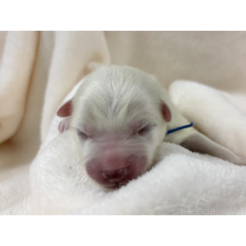 販売中の千葉県の日本スピッツ-453412の10枚目