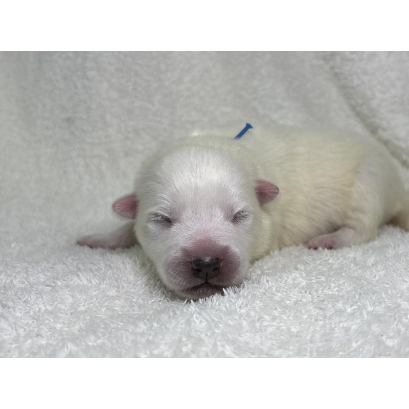 販売中の千葉県の日本スピッツ-453412の9枚目