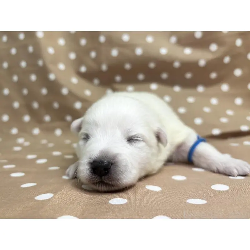 販売中の千葉県の日本スピッツ-453412の8枚目