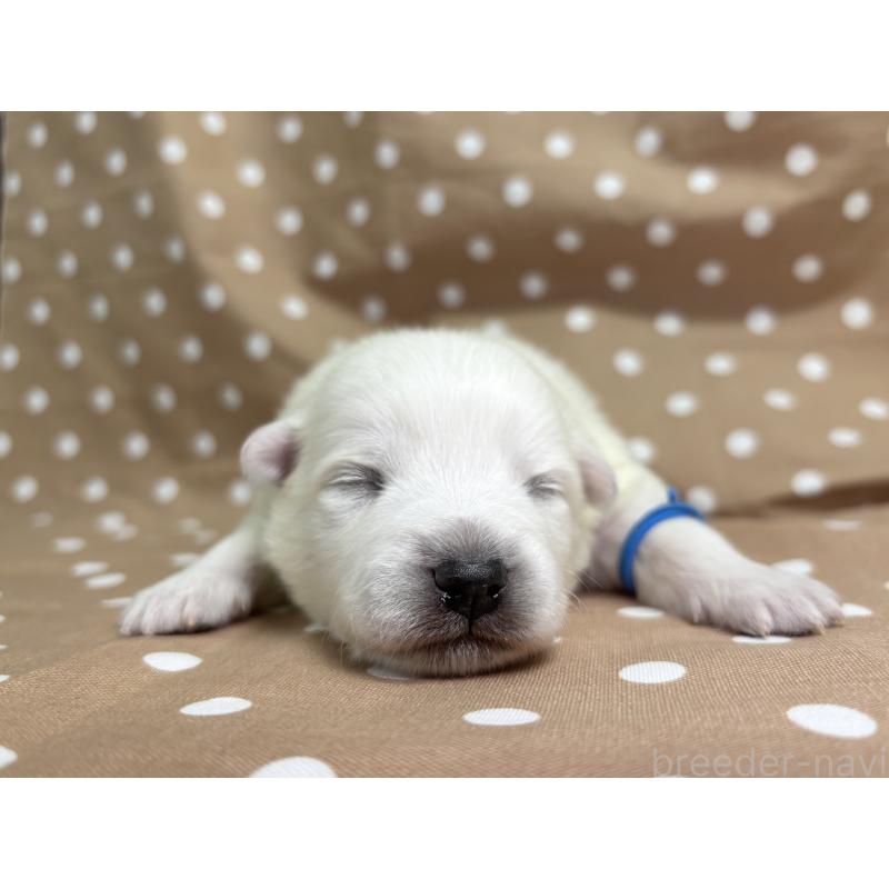 販売中の千葉県の日本スピッツ-453412の7枚目