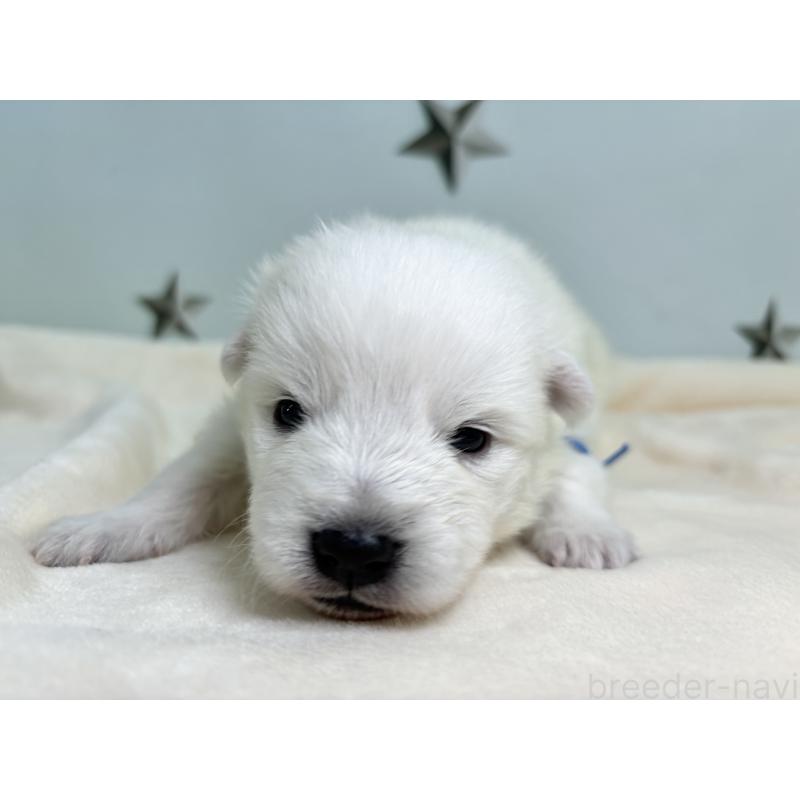 販売中の千葉県の日本スピッツ-453412の6枚目