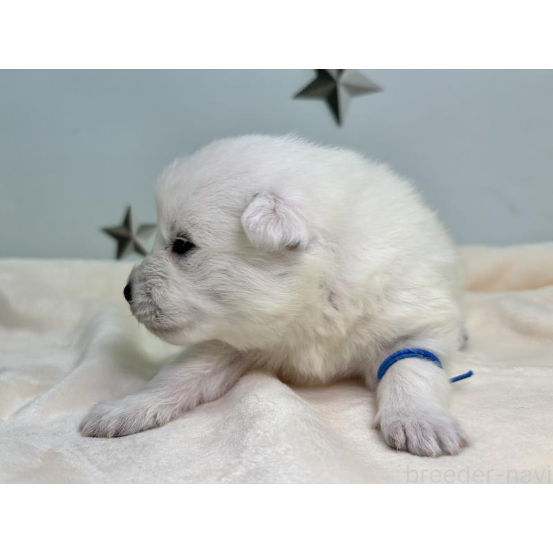 販売中の千葉県の日本スピッツ-453412の5枚目