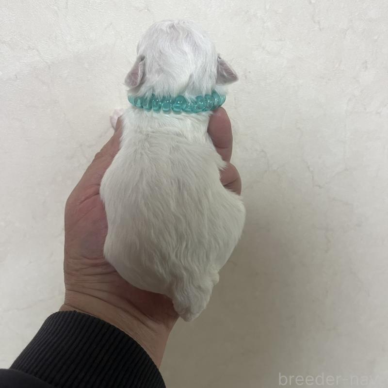 販売中の三重県のビションフリーゼ-453411の3枚目