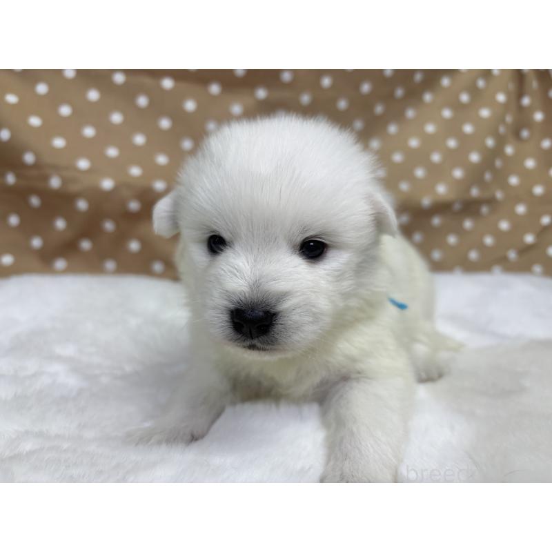 販売中の千葉県の日本スピッツ-453412の3枚目