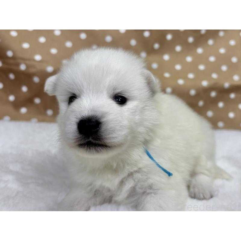 販売中の千葉県の日本スピッツ-453412の2枚目