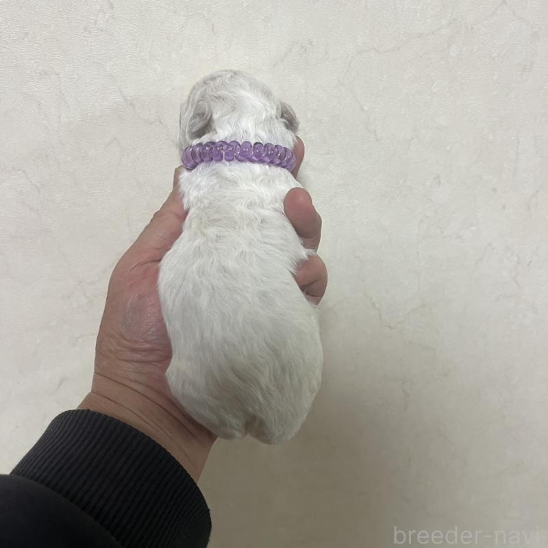 販売中の三重県のビションフリーゼ-453413の3枚目