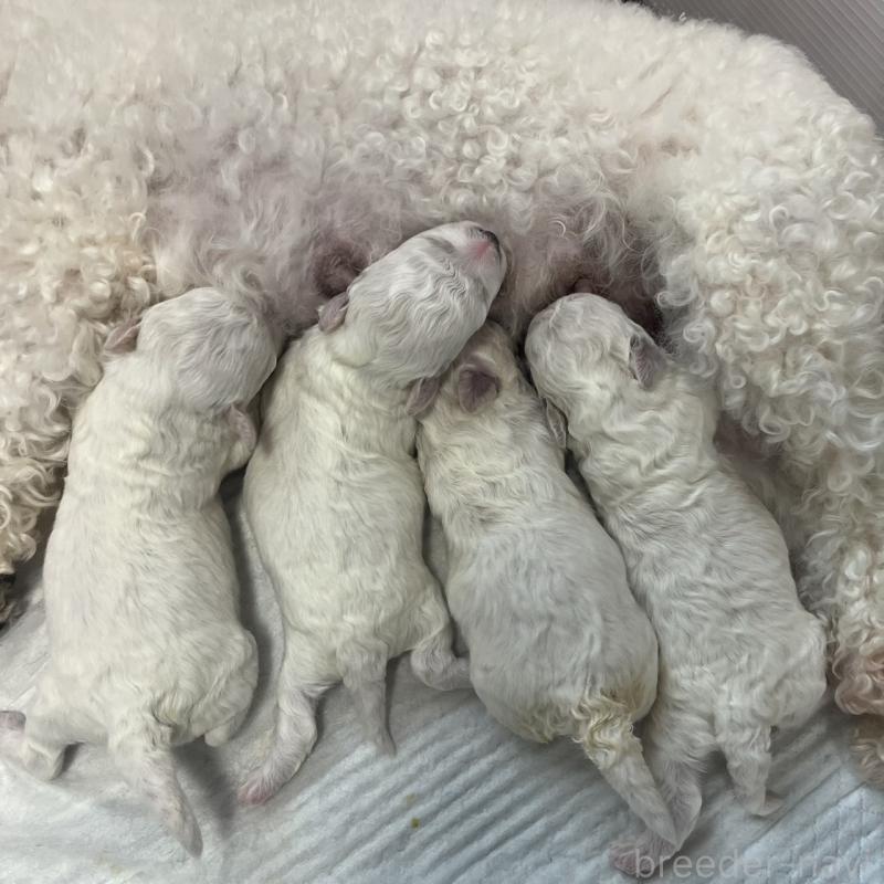 販売中の三重県のビションフリーゼ-453413の2枚目