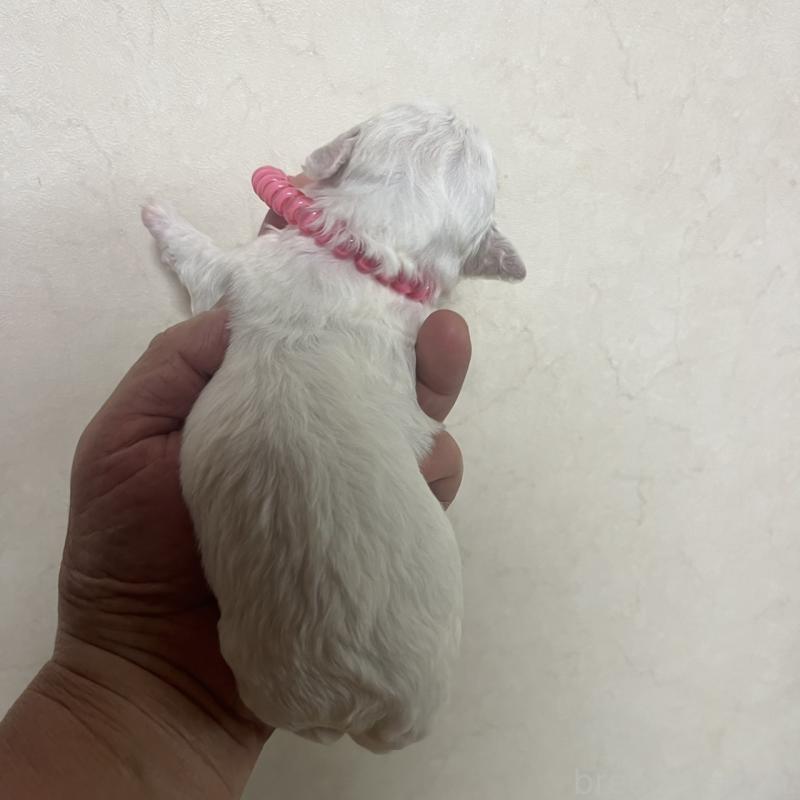 販売中の三重県のビションフリーゼ-453415の3枚目