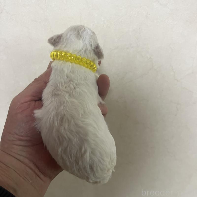 販売中の三重県のビションフリーゼ-453416の3枚目