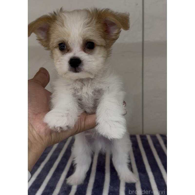 販売中の福岡県のチワマル:チワワ×マルチーズ-446139の5枚目