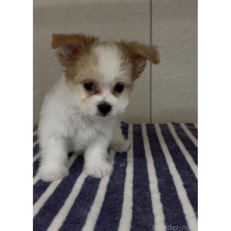 販売中の福岡県のチワマル:チワワ×マルチーズ-446139の4枚目
