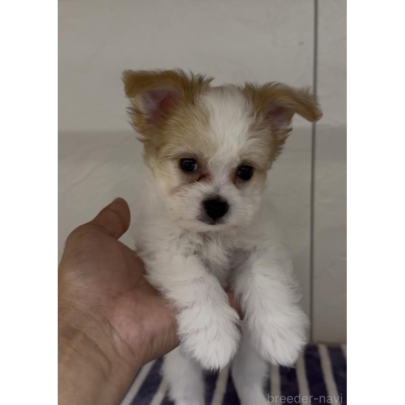 販売中の福岡県のチワマル:チワワ×マルチーズ-446139の3枚目