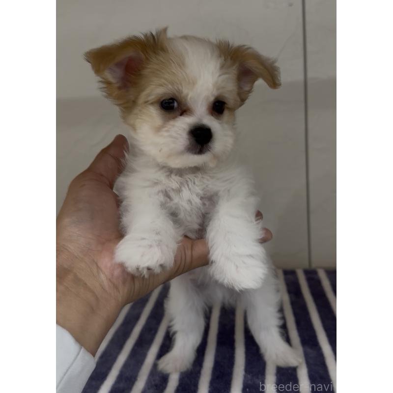 販売中の福岡県のチワマル:チワワ×マルチーズ-446139の2枚目