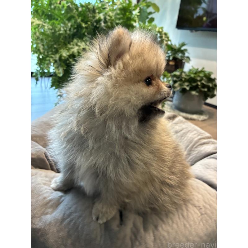 販売中の千葉県のポメラニアン-453417の5枚目