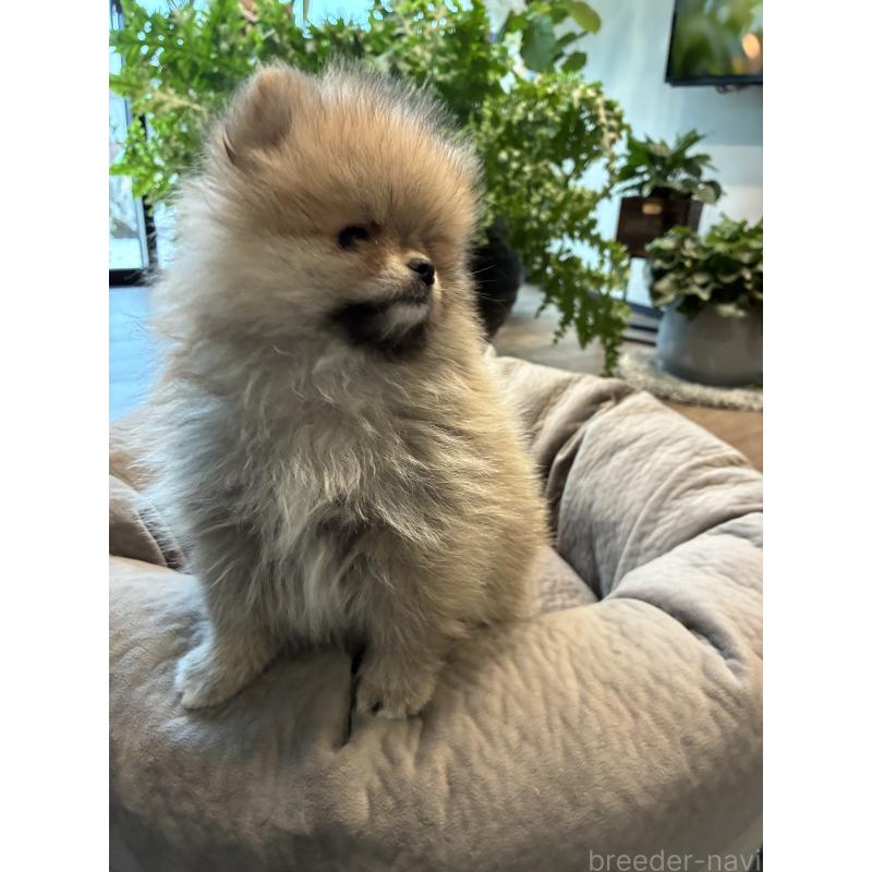 販売中の千葉県のポメラニアン-453417の4枚目