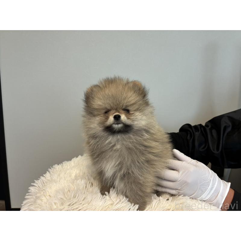 販売中の千葉県のポメラニアン-453417の3枚目