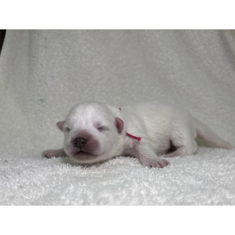 販売中の千葉県の日本スピッツ-453418の10枚目