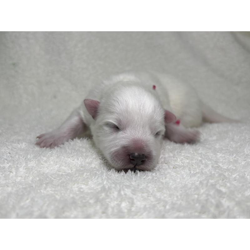 販売中の千葉県の日本スピッツ-453418の9枚目