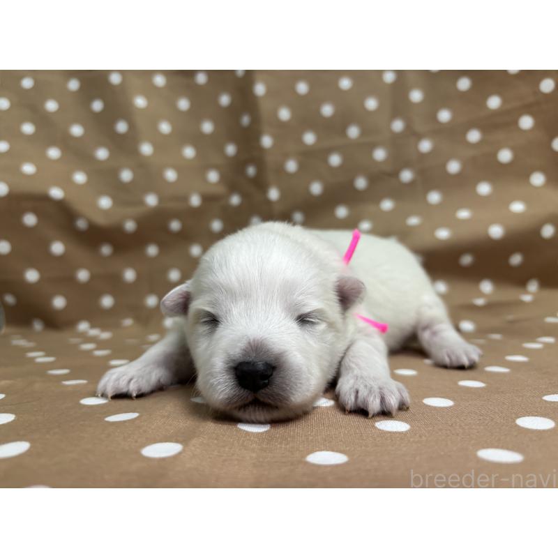 販売中の千葉県の日本スピッツ-453418の8枚目