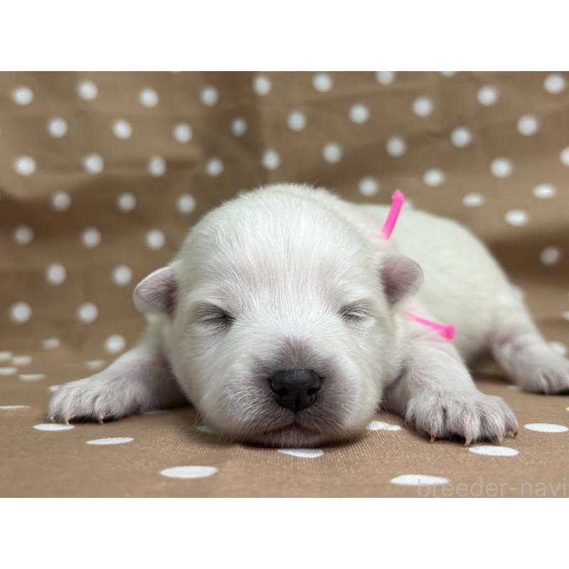 販売中の千葉県の日本スピッツ-453418の7枚目