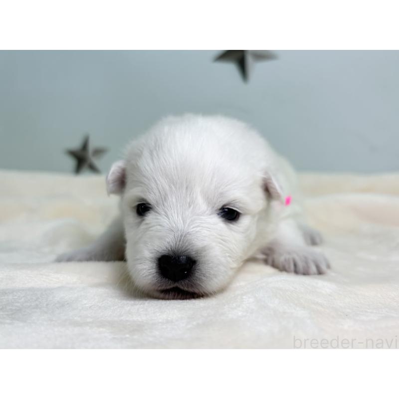 販売中の千葉県の日本スピッツ-453418の6枚目