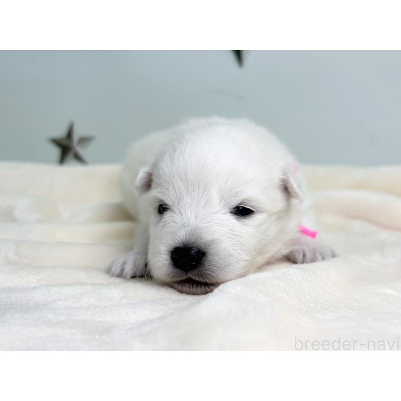 販売中の千葉県の日本スピッツ-453418の5枚目