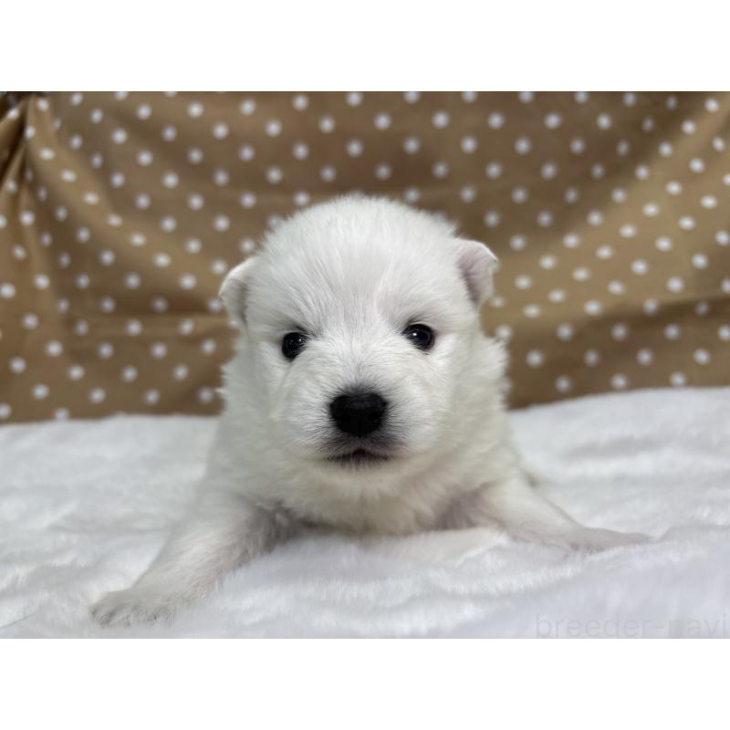 販売中の千葉県の日本スピッツ-453418の3枚目