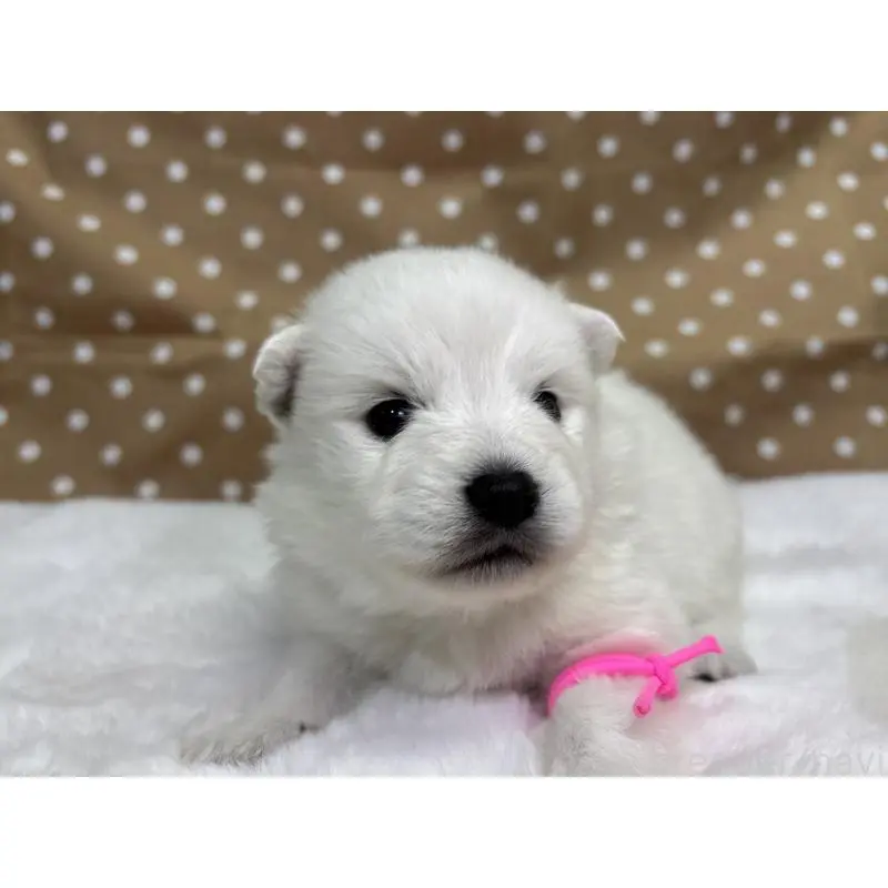 販売中の千葉県の日本スピッツ-453418の2枚目