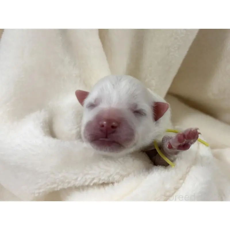 販売中の千葉県の日本スピッツ-453419の12枚目