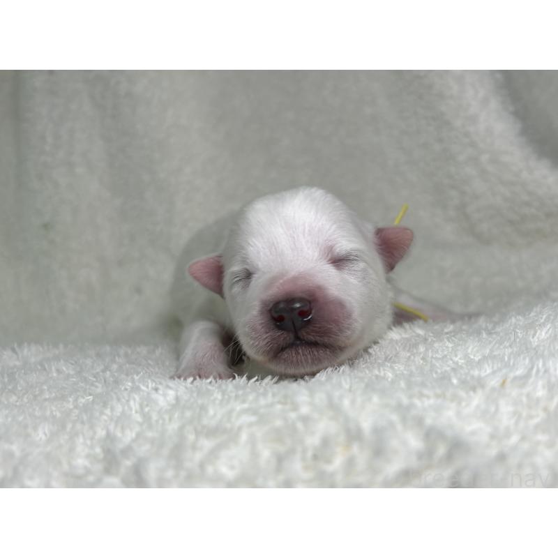 販売中の千葉県の日本スピッツ-453419の11枚目