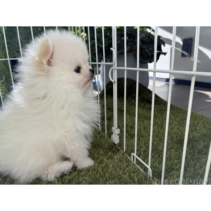 販売中の千葉県のポメラニアン-453414の2枚目