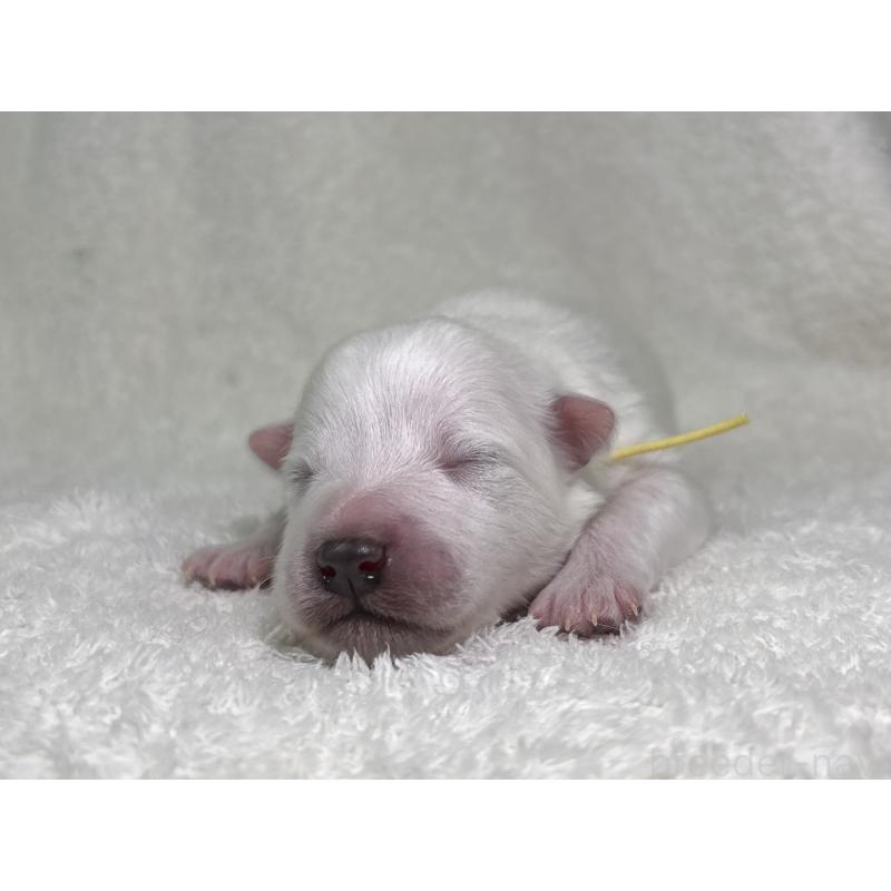 販売中の千葉県の日本スピッツ-453419の10枚目