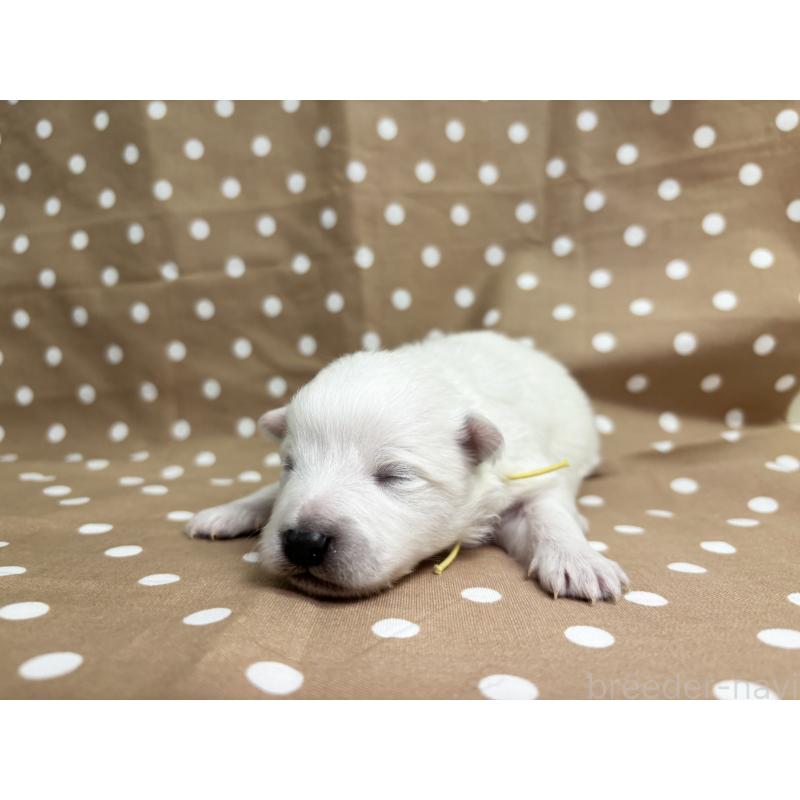 販売中の千葉県の日本スピッツ-453419の9枚目