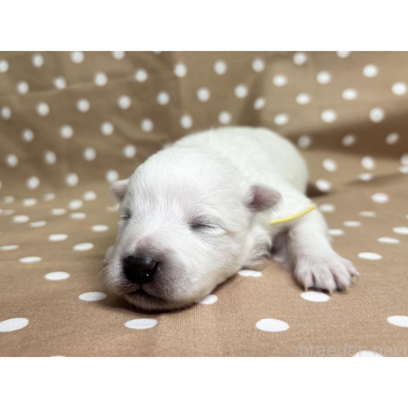 販売中の千葉県の日本スピッツ-453419の8枚目