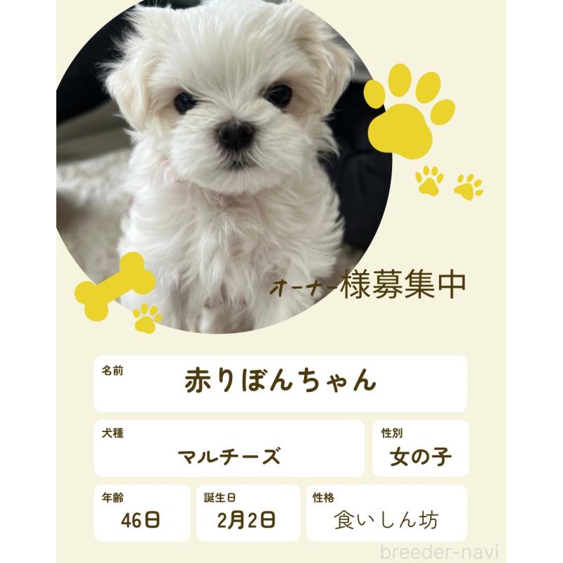 販売中の岐阜県のマルチーズ-444779