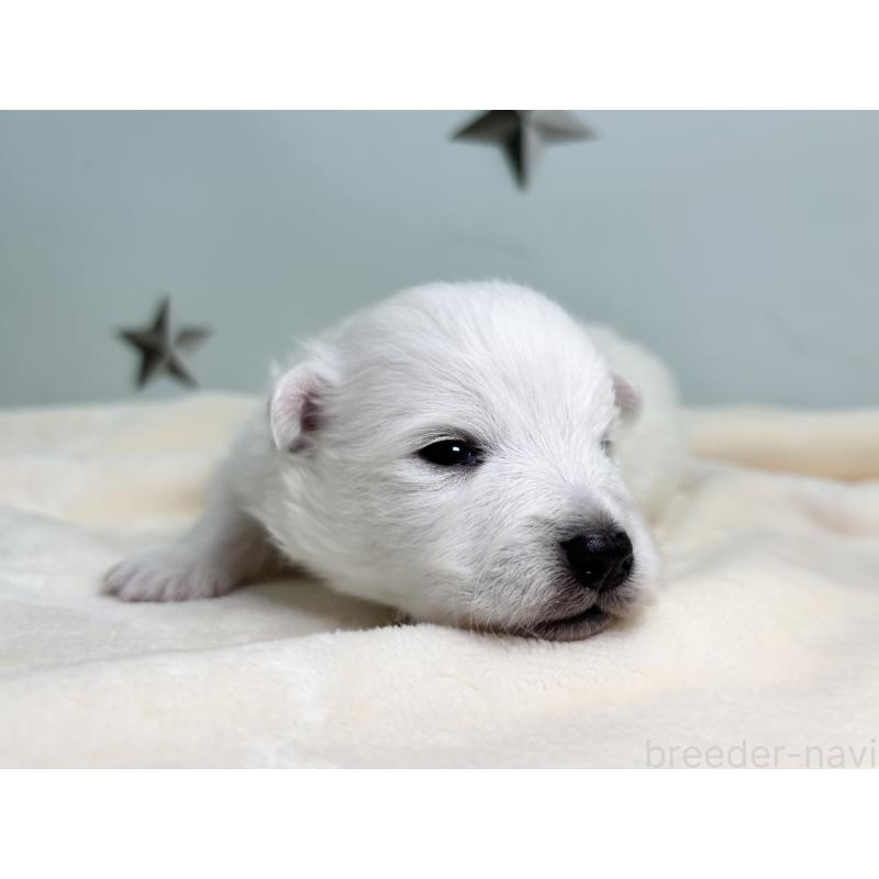 販売中の千葉県の日本スピッツ-453419の7枚目