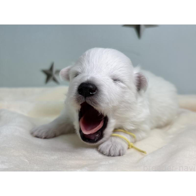 販売中の千葉県の日本スピッツ-453419の6枚目