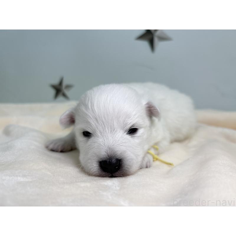 販売中の千葉県の日本スピッツ-453419の5枚目